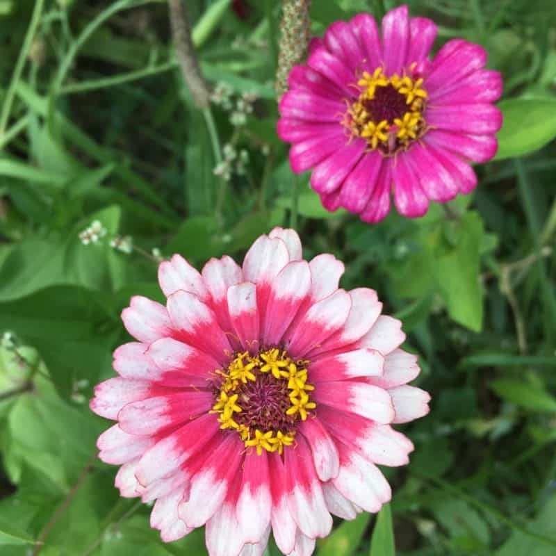 Zinnia flowers