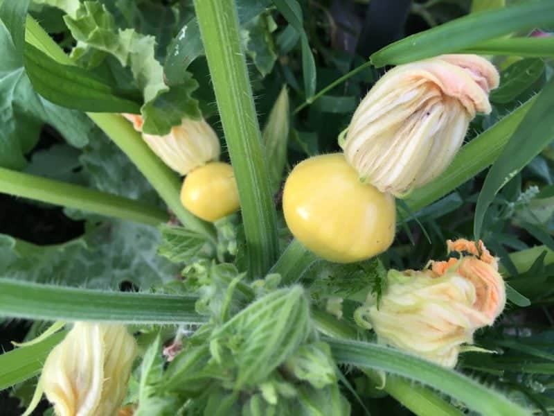 When to harvest zucchini and summer squash