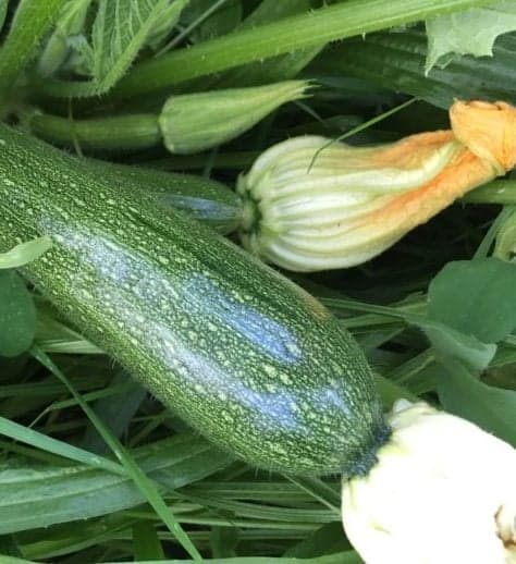 Transplant zucchini and summer squash