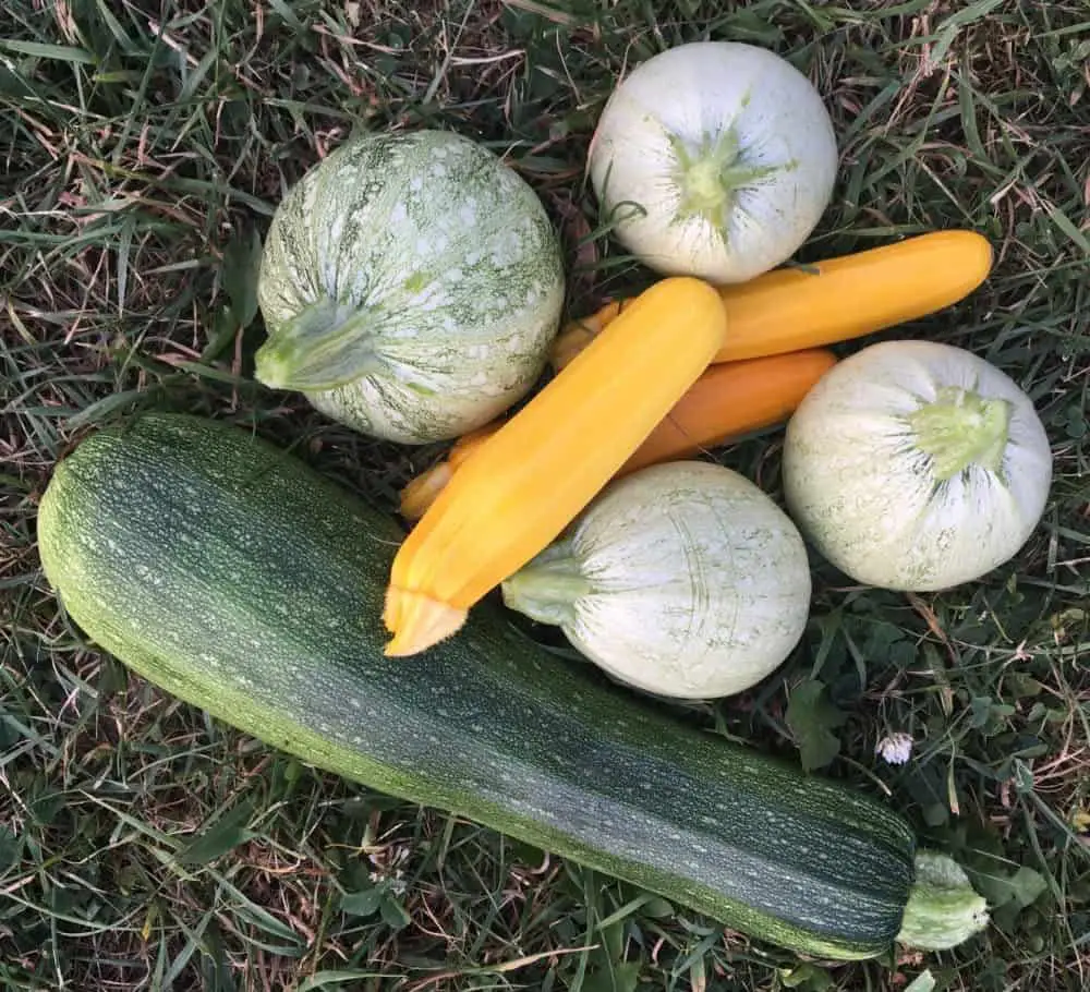 Varieties of Squash and Zucchini