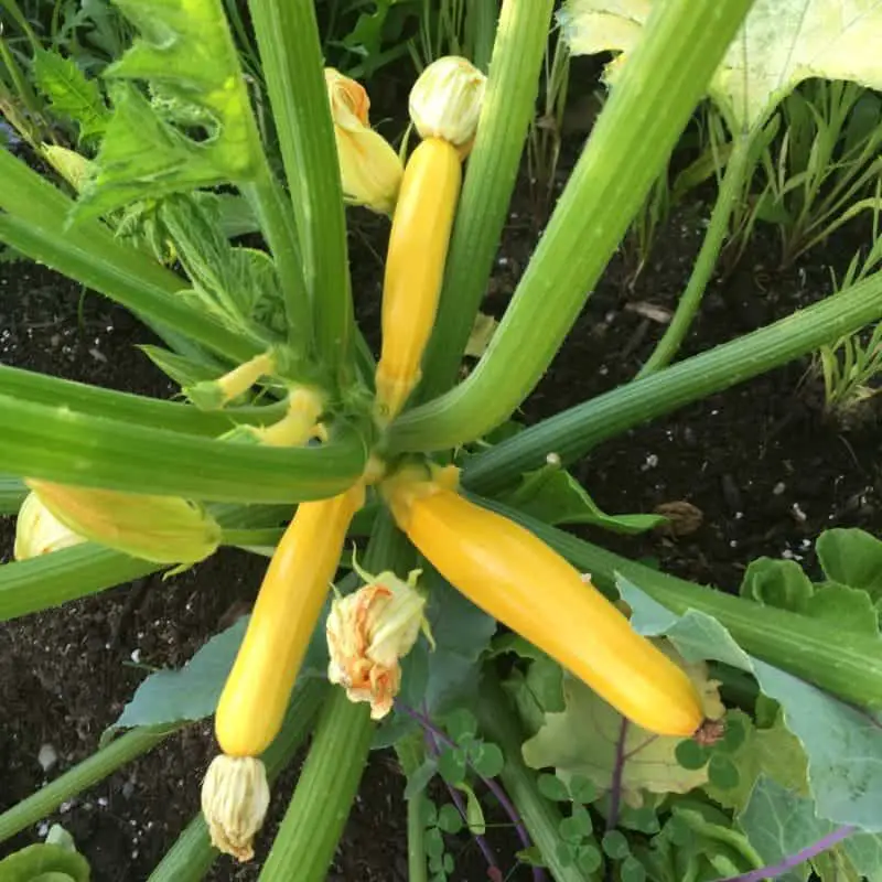 Growing Summer Squash