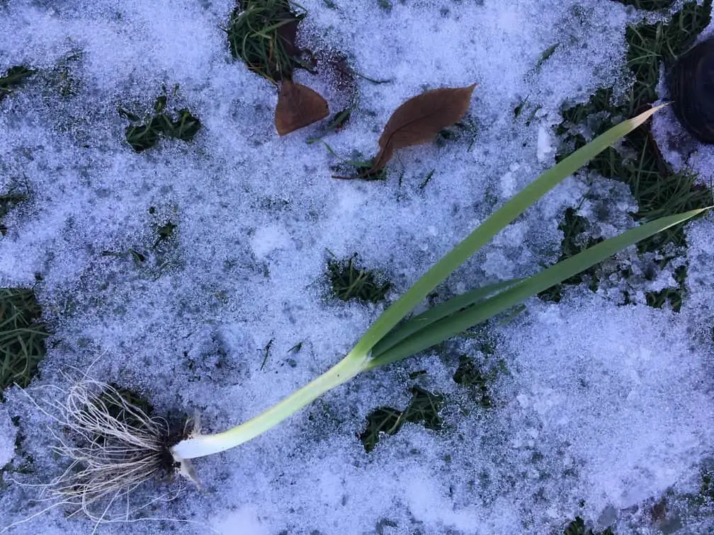 Leeks in a winter vegetable garden