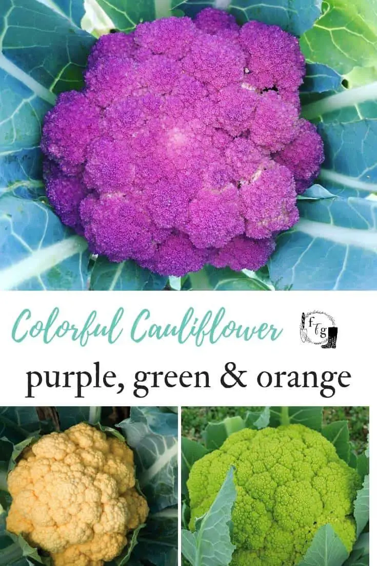 Grow colorful cauliflower varieties!