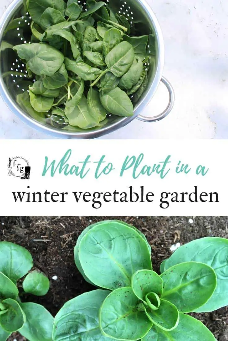 Vegetables to grow in winter