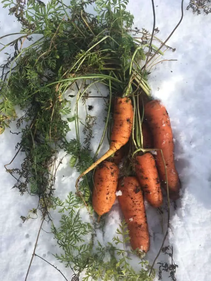 Winter harvest in zone 5 Canada!