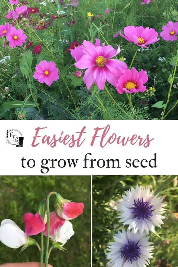 Easiest Flowers to Grow From Seed