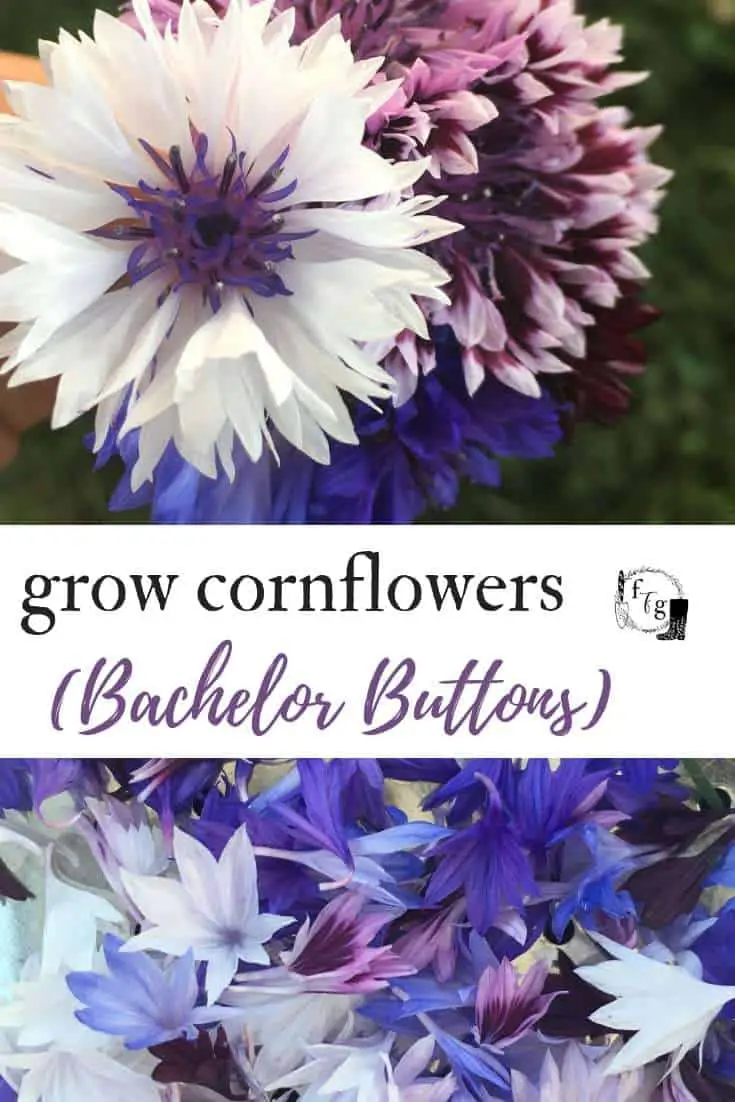 Grow cornflowers (bachelor buttons)