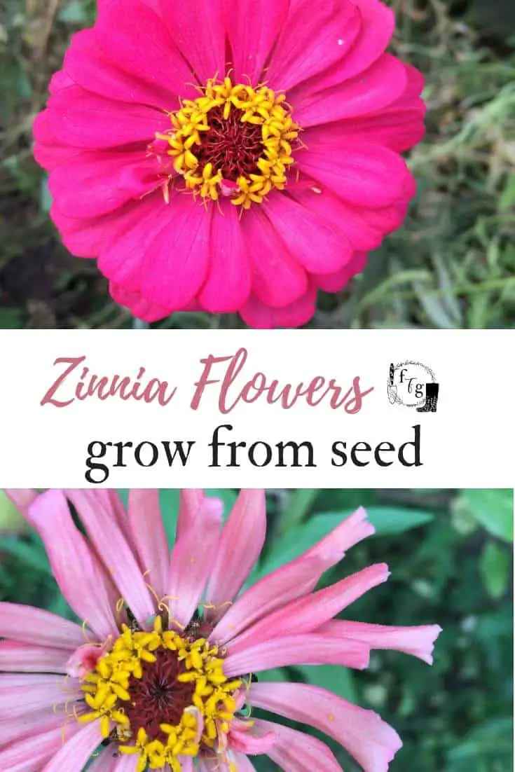Zinnia flowers grow from seed