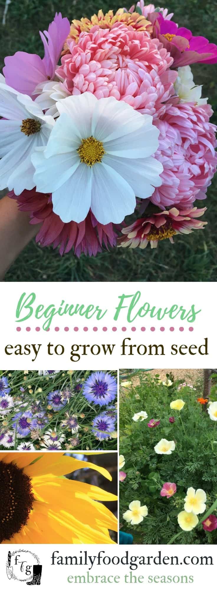 Easy beginner flowers to grow from seed