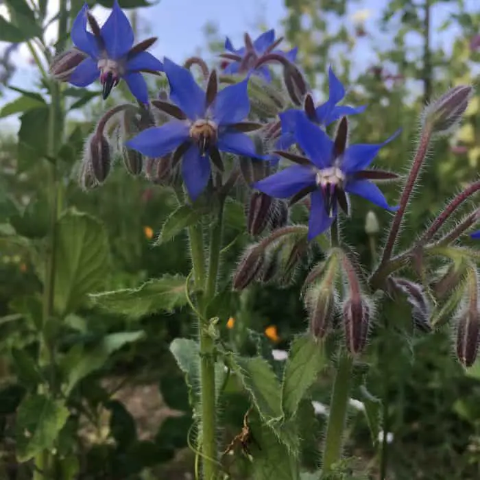Borage flowers are great for the shade herb garden and are edible too