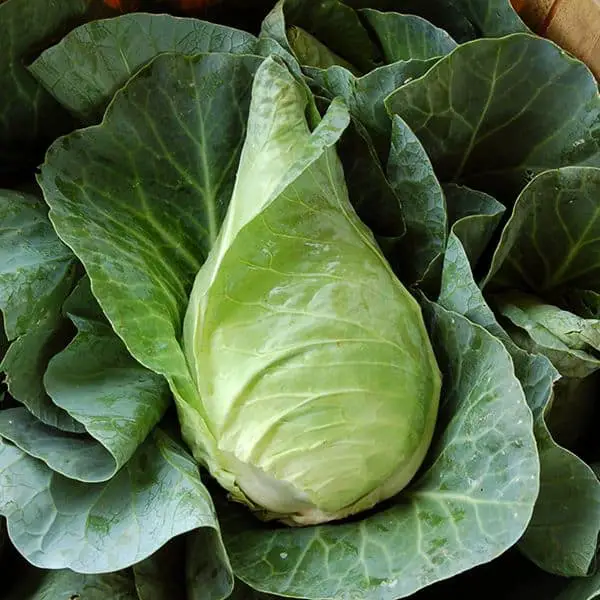 Caraflex spring cabbages for tender juicy leaves