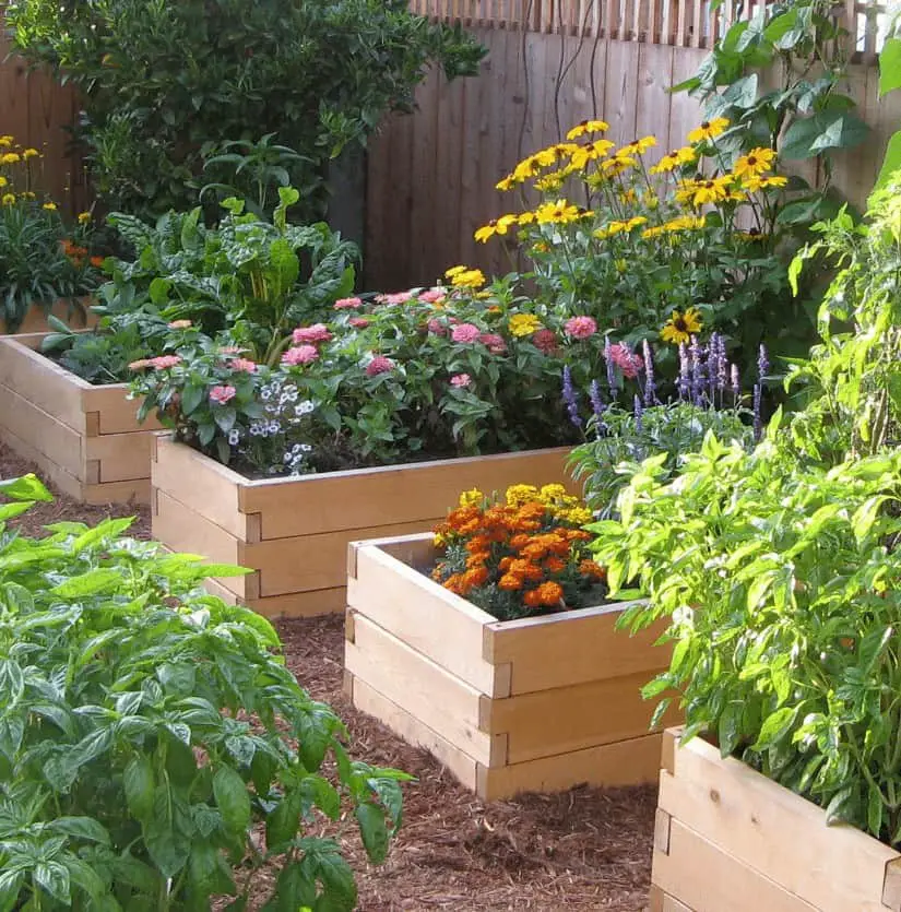 Cedar raised garden beds