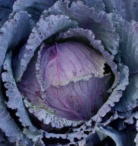 Deadon winter cabbages are stunning