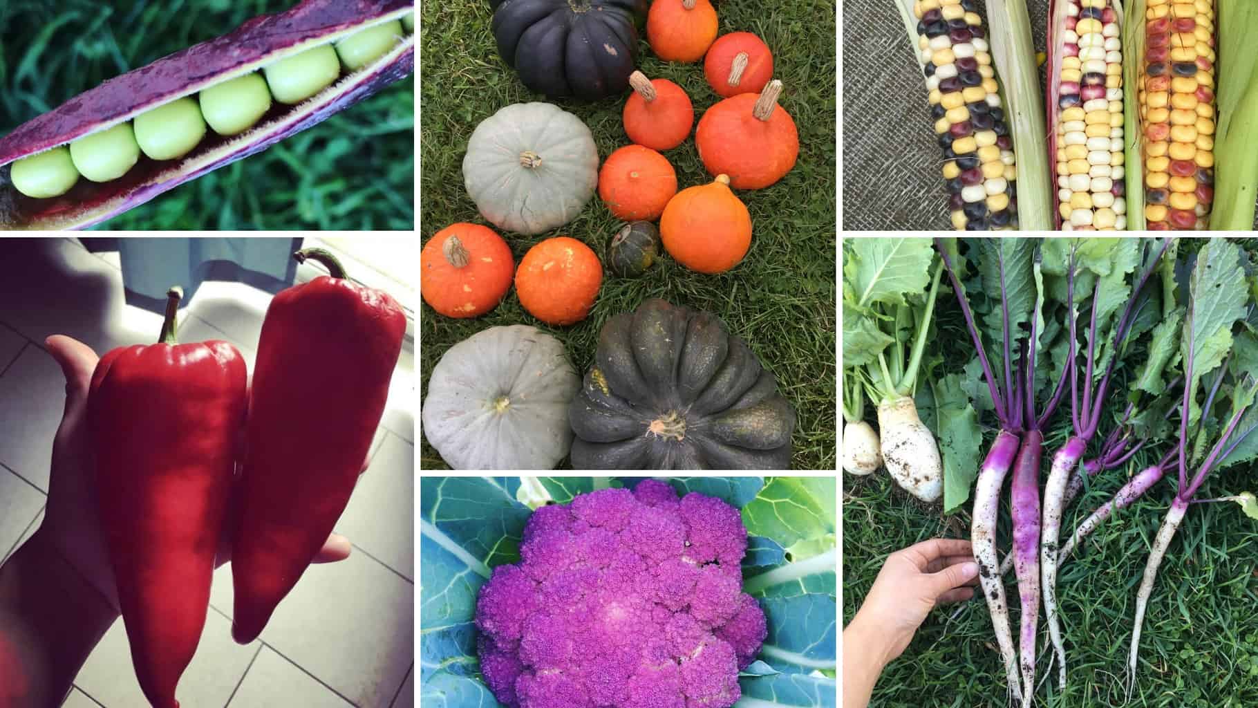 Amazing Variety of Heirlooms