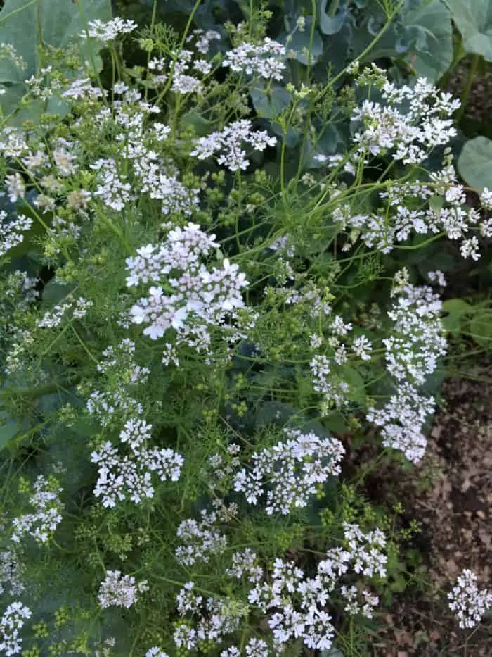Flowering cilantro herbs makes coriander seeds