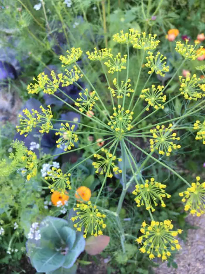 Flowering dill helps to attract beneficial bugs