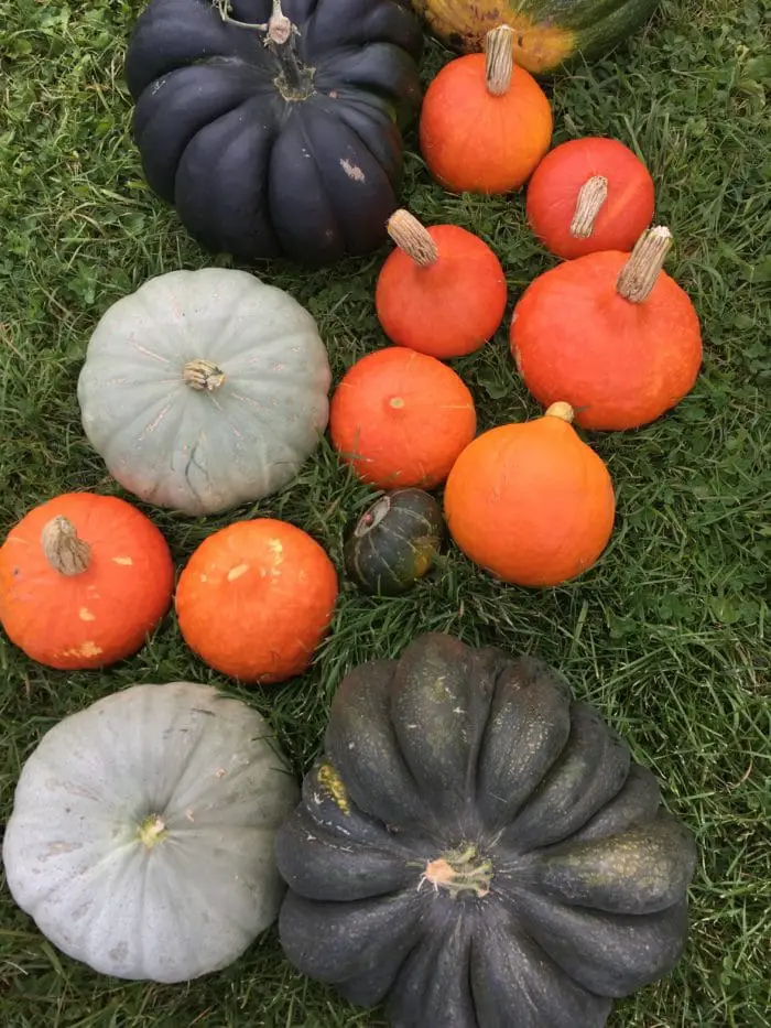 Heirloom Pumpkins and Kuri Squash