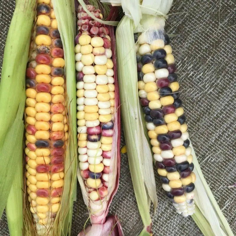 Painted Mountain Heirloom Corn