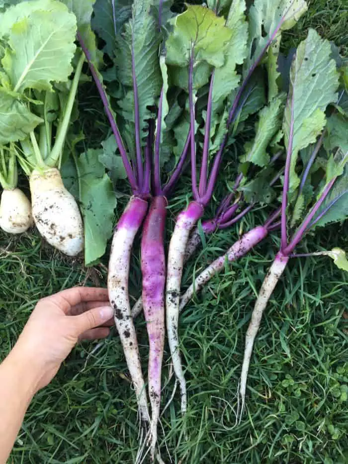 Gorgeous Heirloom 'Hinona Kabu Turnip'