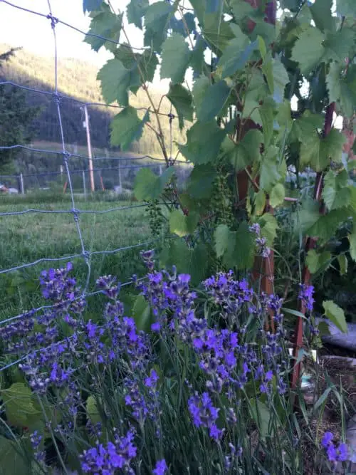 Lavender and grapes against the garden fence to make a productive use of garden edges