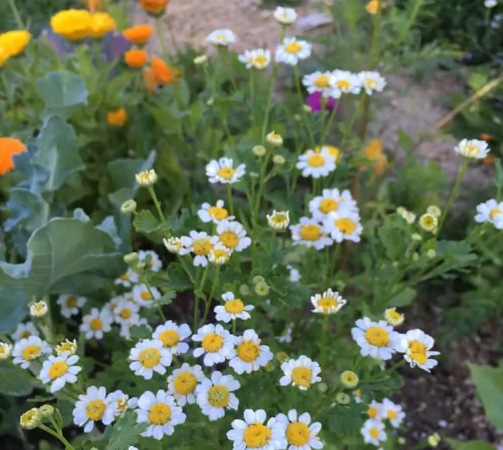 Feverfew for a medicinal herb shade garden