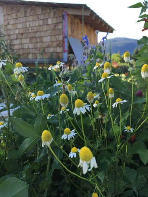 Chamomile Herbs that grow in the shade