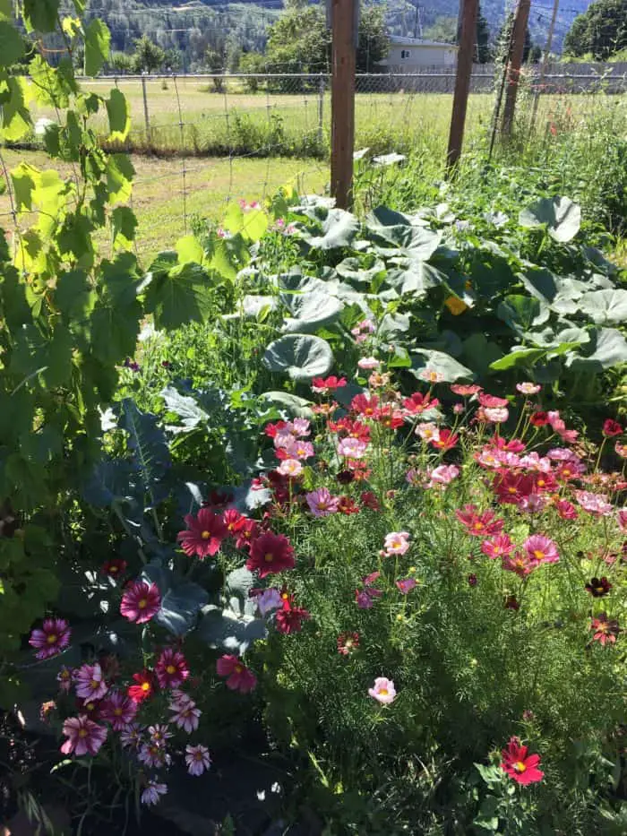 Beautiful and productive garden borders and edges