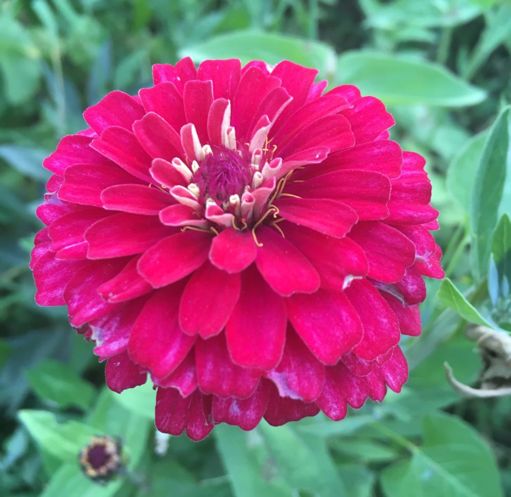 Pink Zinnia Up-close