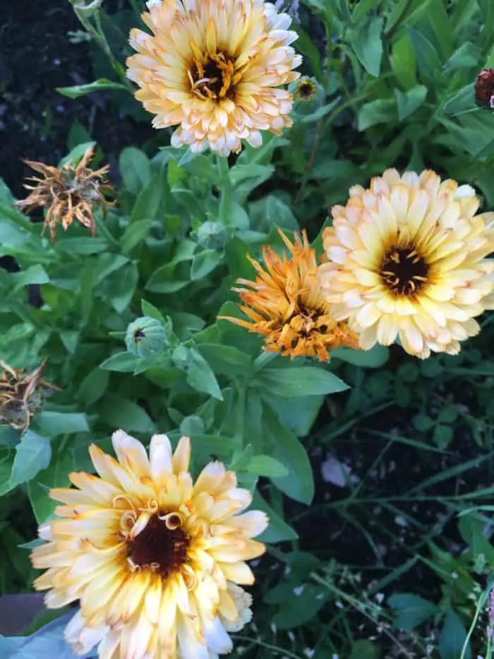 Bronze calendula is such a pretty flower