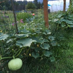 Grow pumpkins and squash up garden fences to make a great use of garden edges