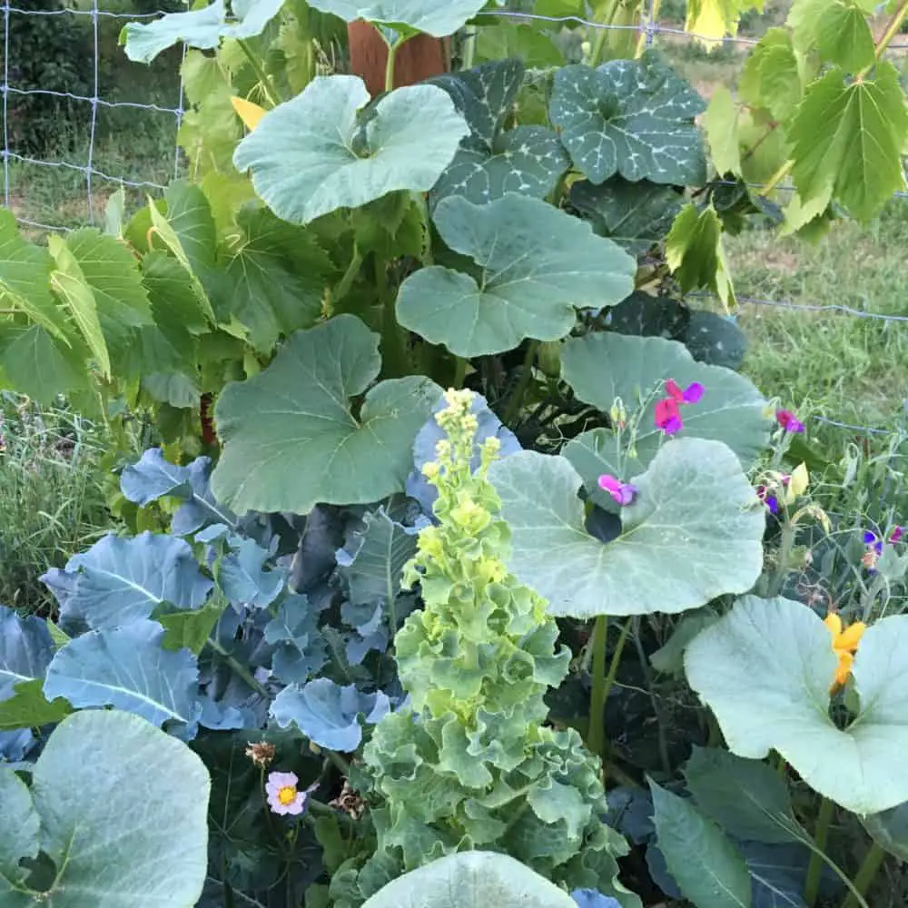 Climbing plants create shade for broccoli and lettuce