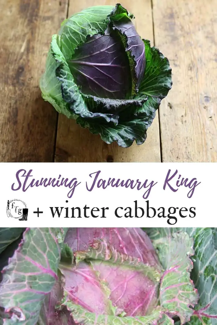 Stunning January King and other winter cabbages
