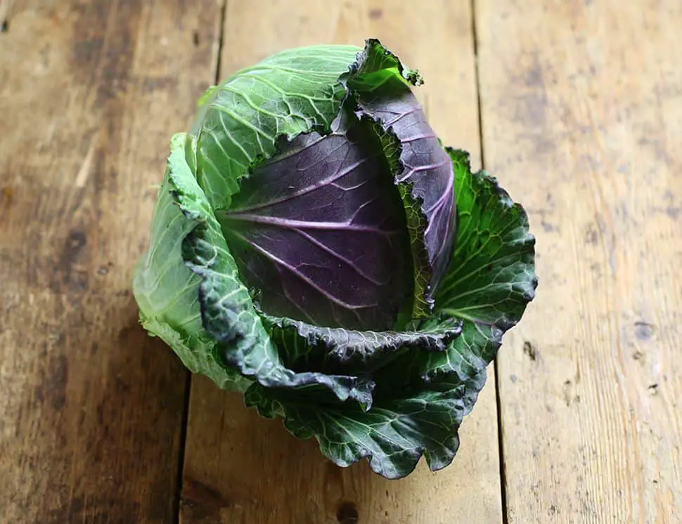 Stunning January King Cabbage