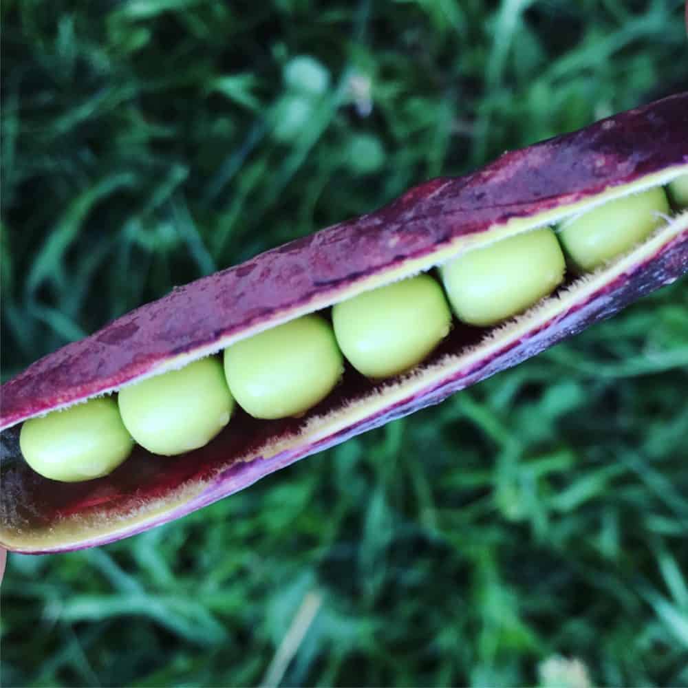 King Tut Purple Pea is a stunning heirloom from Baker Creek Seeds