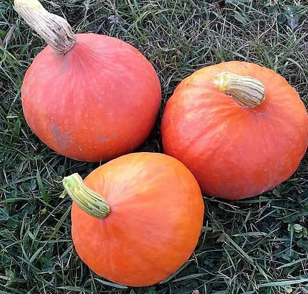 Freshly harvested red kuri squash