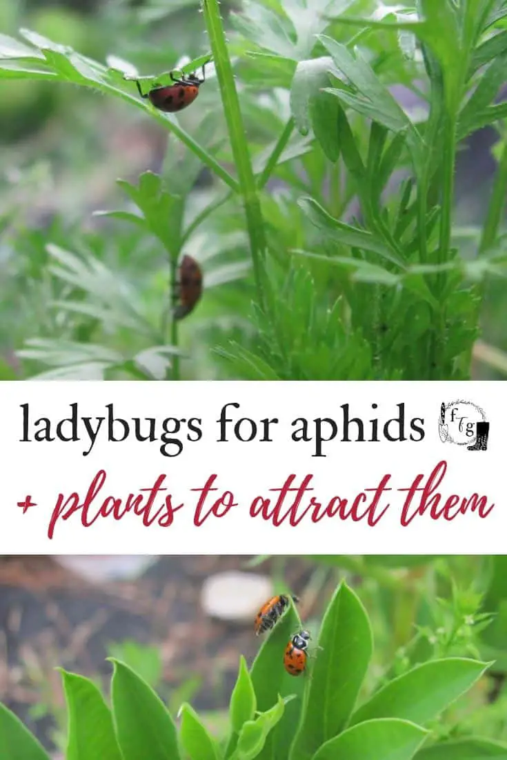 Ladybugs for aphids and plants to attract them