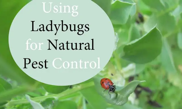Using Ladybugs for Natural Pest Control