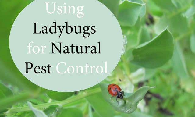 Using Ladybugs For Aphids Plants That Attract Ladybugs Family