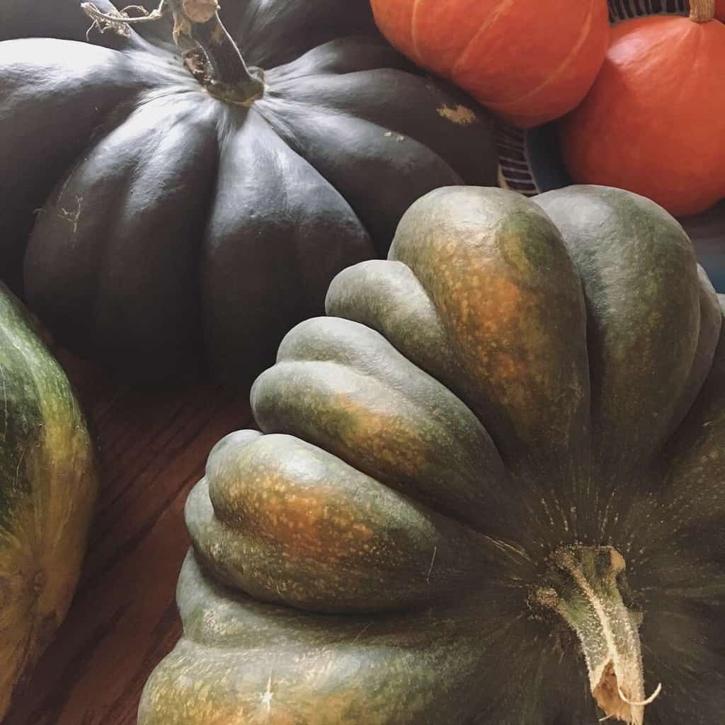 Musquee De Provence Heirloom Pumpkin 