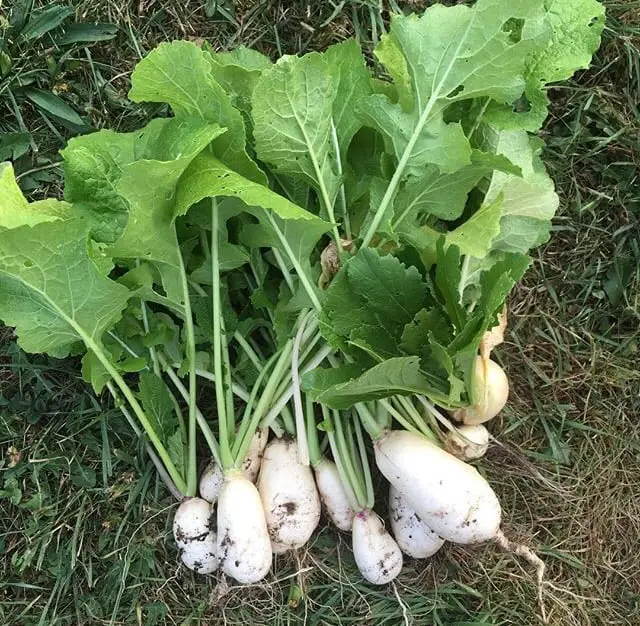 Navet des vertus marteau' heirloom turnip