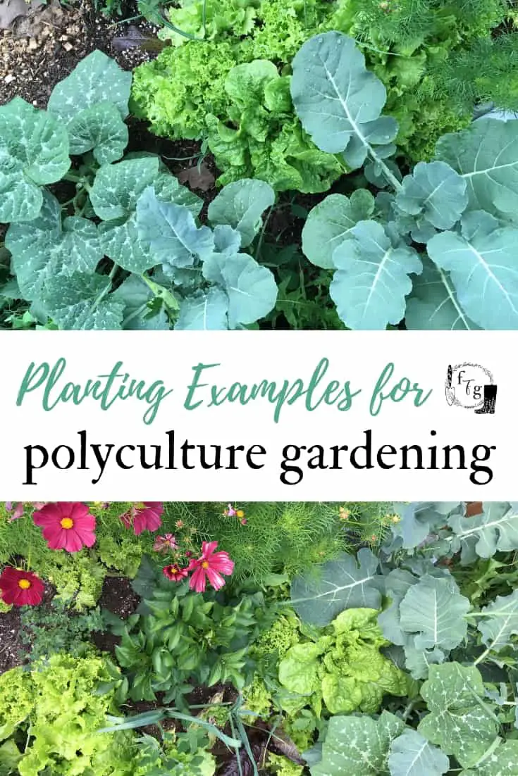 Polyculture gardening examples #permaculture #polyculture #permaculturegardening #permaculturedesign