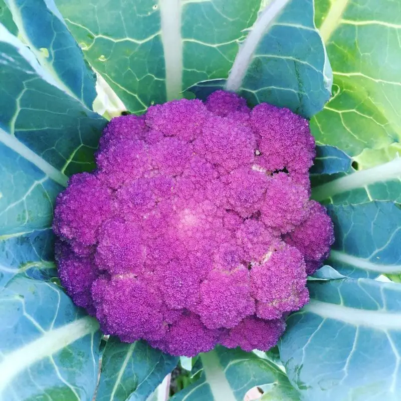 Vibrant Purple of Sicily Cauliflower