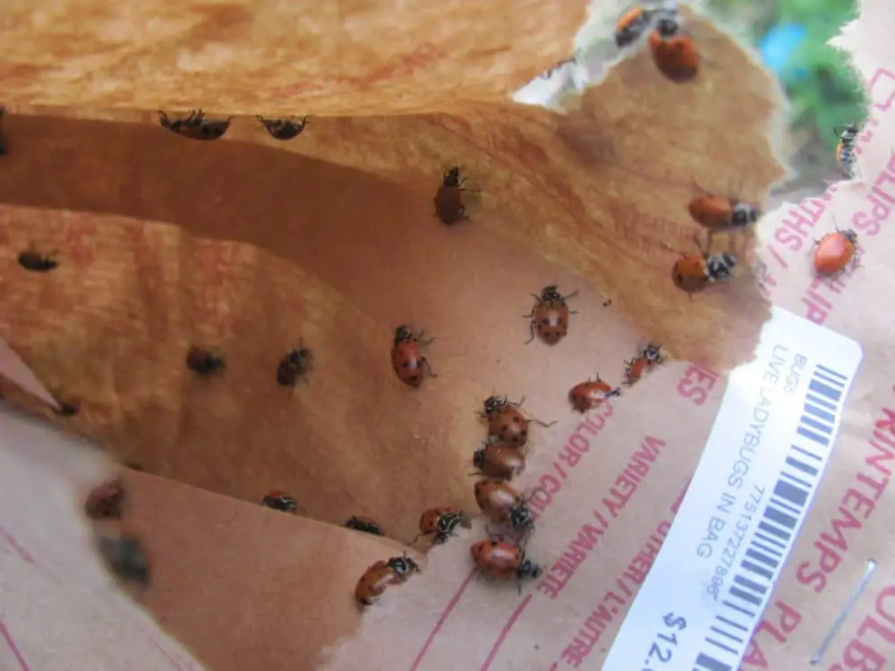 Tips for releasing store bought ladybugs so they stay in your garden