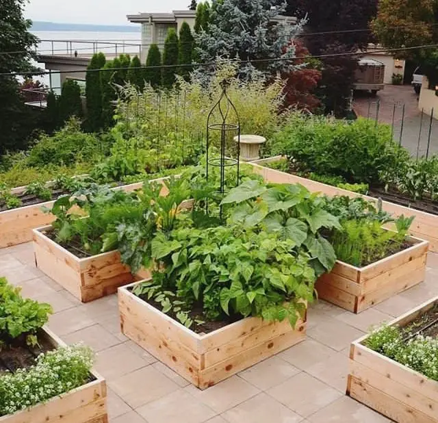 Stunning Rooftop vegetable garden