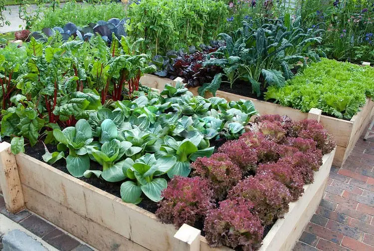 Warm-Season Crops on Vegetable Garden Raised Bed