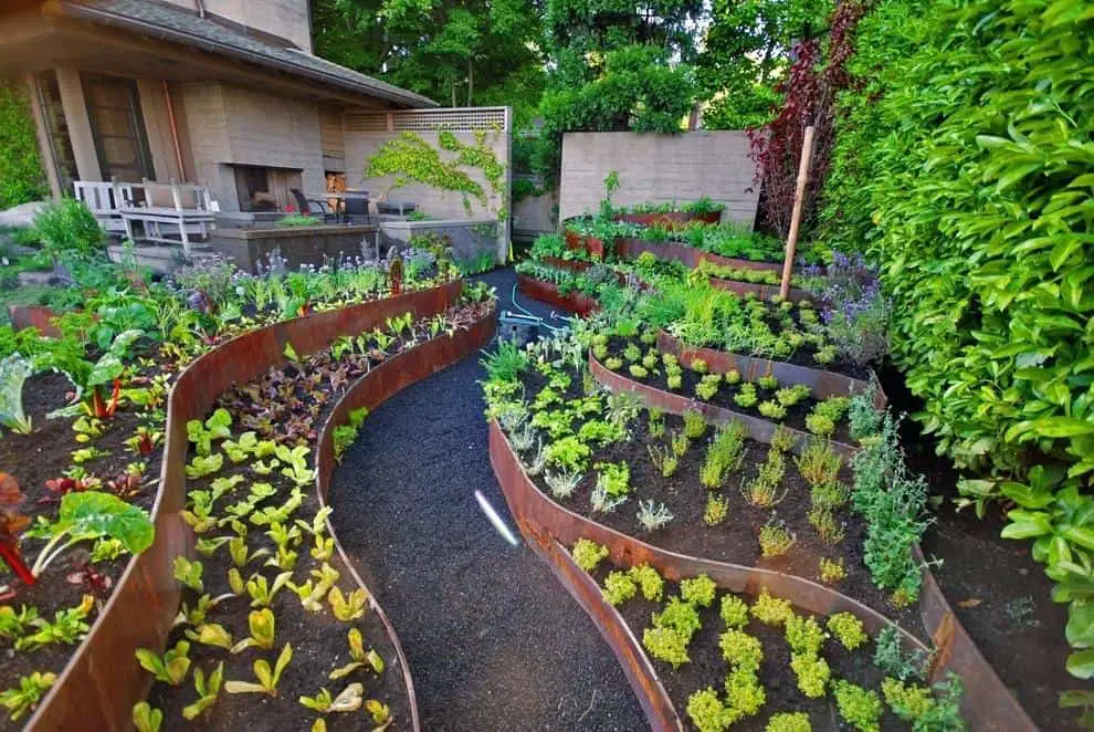 Vegetable garden with metal raised beds