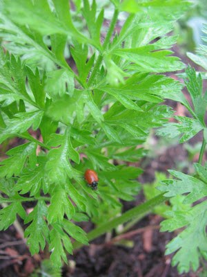 Plants for Attracting Ladybugs