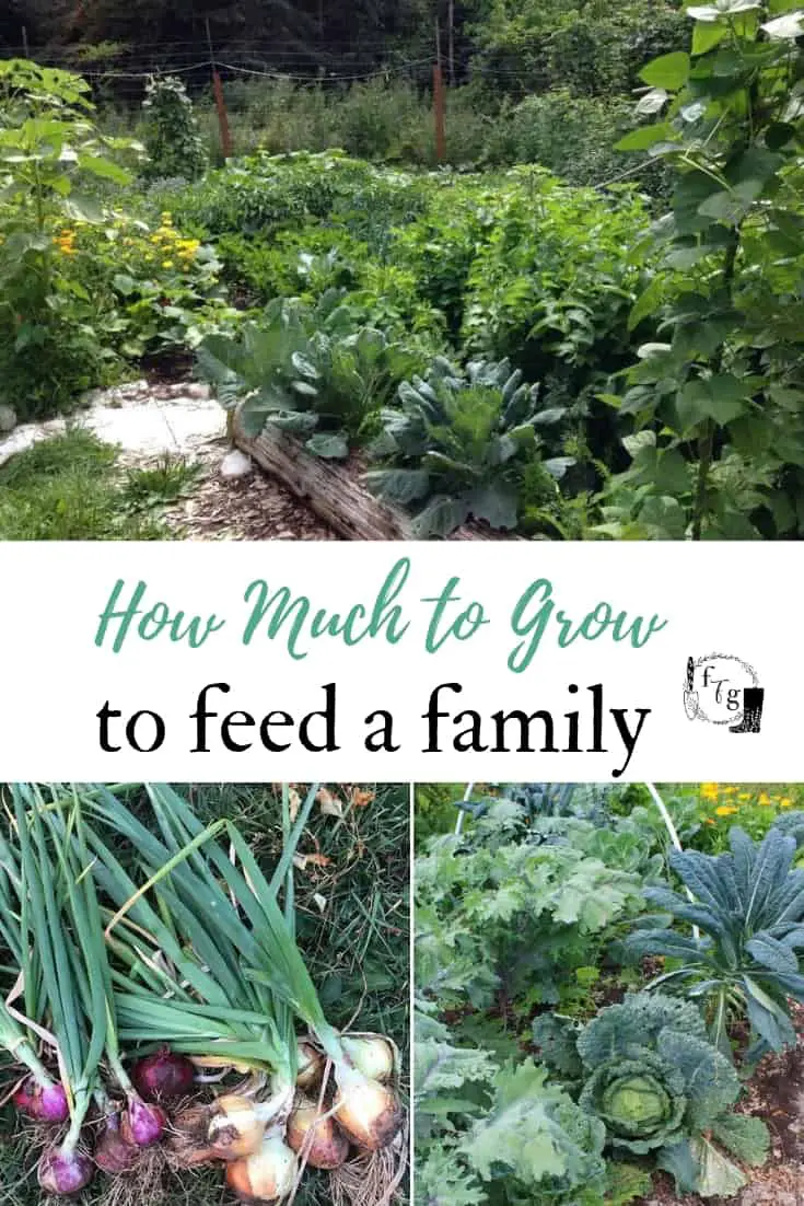 What size garden to feed family of 4