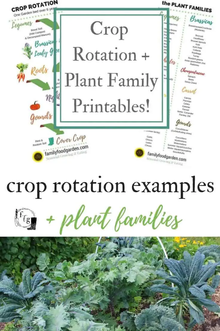 Crop rotation examples for the home garden 