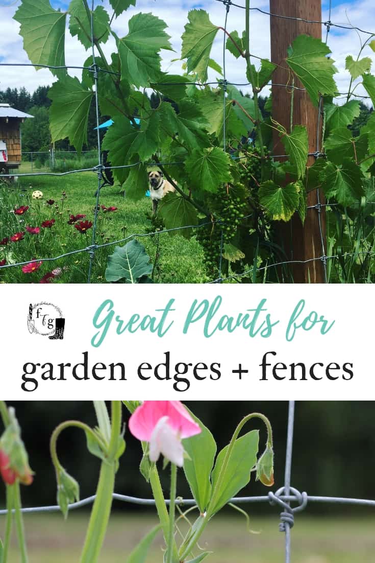 Great Plants For Garden Edges + Fences